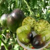 Solanum lycopersicum 'Rebel Starfighter VT16' - Harilik tomat 'Rebel Starfighter VT16' P9/0,55L